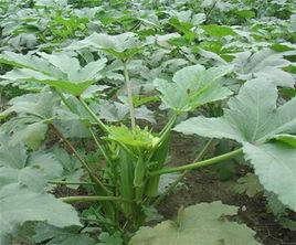 黃秋葵葉[黃秋葵葉]