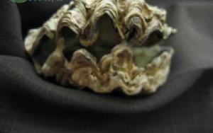 驢耳鮑螺 驢耳鮑螺