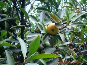 嶺南山竹 嶺南山竹