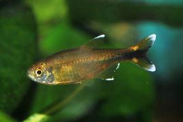 迷你燈魚 迷你燈魚