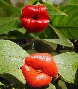 嘴唇花 嘴唇花