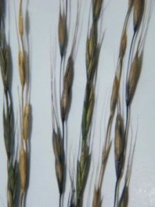 短芒紊草 短芒紊草