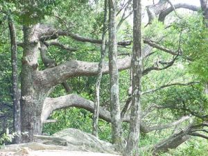 九阜山自然保護區