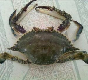 深海蟹科 深海蟹科