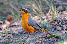 白眉歌鵖 白眉歌鵖