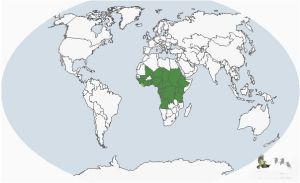 紅臉情侶鸚鵡分布圖