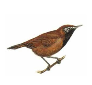 黑喉葦鷦鷯 黑喉葦鷦鷯