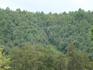 藤子箐自然村 藤子箐自然村