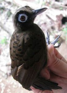 發冠蟻鳥 發冠蟻鳥