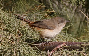 暗翅卡納灶鳥 暗翅卡納灶鳥