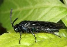 樺三節葉蜂 樺三節葉蜂