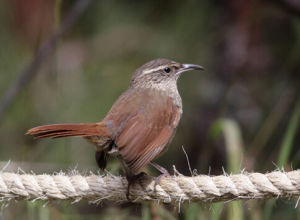 黃胸爬地雀 黃胸爬地雀
