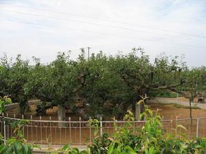 煙臺萊陽梨花節