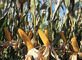 德單1266 德單1266