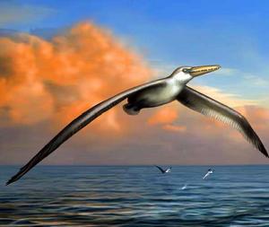 桑氏偽齒鳥 桑氏偽齒鳥