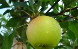 王桂蘭採摘園 王桂蘭採摘園