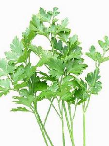 荷蘭芹 荷蘭芹