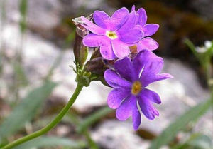 折瓣雪山報春 折瓣雪山報春