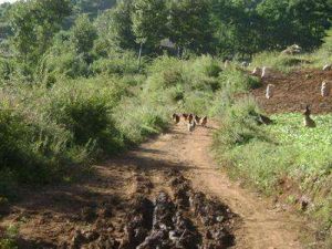 老水井東村自然村