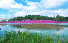 山里江南幸福花田
