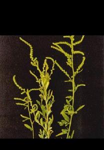 尖頭葉藜 尖頭葉藜