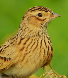 歐亞雲雀 歐亞雲雀