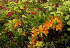 臘黃杜鵑 臘黃杜鵑