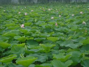 水泗荷園 水泗荷園