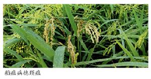北方水稻稻瘟病