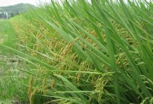 粵晶絲苗2號 粵晶絲苗2號