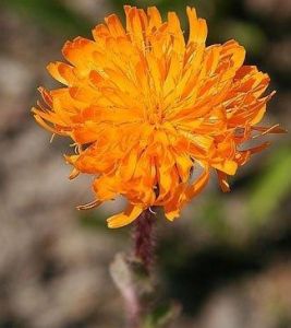 長柄合耳菊 長柄合耳菊