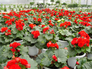 錫金秋海棠 錫金秋海棠