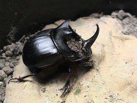 蜣螂蟲[屎殼郎的學名]