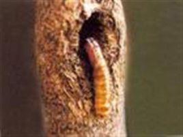 一點蝙蝠蛾 一點蝙蝠蛾