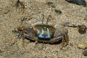 賈瑟琳招潮蟹(圖5)