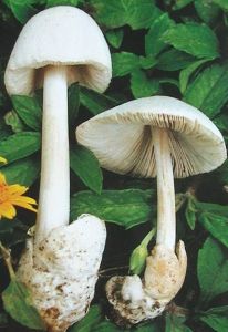 小包腳菇 小包腳菇