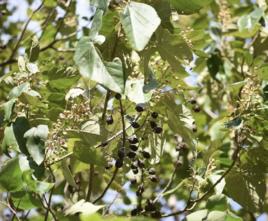 楸葉泡桐 楸葉泡桐