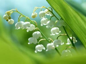 （圖）德國鈴蘭