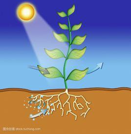 光合系統 光合系統