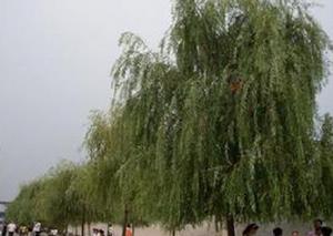 楊柳[植物]
