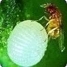 黑青小蜂 黑青小蜂