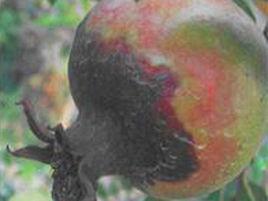 石榴乾腐病 石榴乾腐病