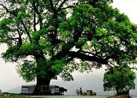 仙女寨生態旅遊公園 仙女寨生態旅遊公園