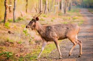 水鹿山打根亞種