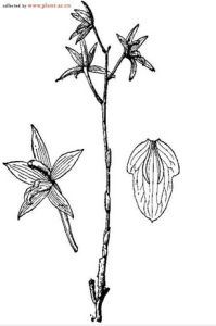 林周風毛菊 林周風毛菊