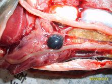 魚類細菌性敗血症也