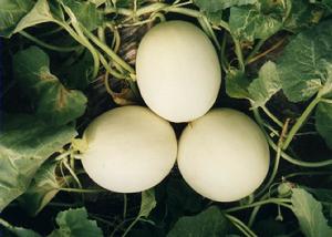 （圖）郝戈莊鎮