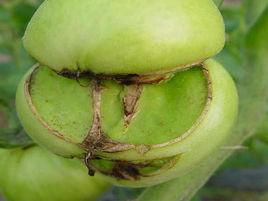 番茄裂果病 番茄裂果病