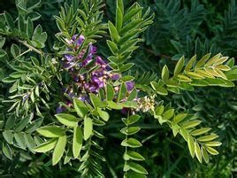 粵東魚藤 粵東魚藤