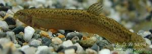 大鱗副泥鰍 大鱗副泥鰍